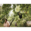 Fruit Picker