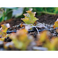 Hozelock 2786 In Line Adjustable Mini Sprinkler 4mm (Pack 12)